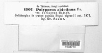 Trichaptum abietinum image